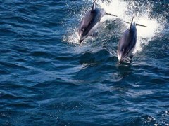 dauphins.jpg