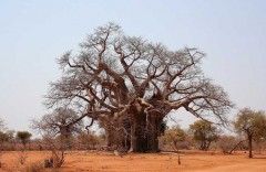 baobab sacré.jpg